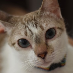 Moog Kitteh