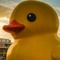 ducky