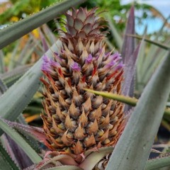 🔥🍍TNK SAAH🍍🔥