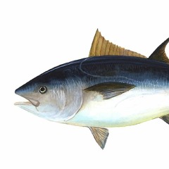 tonijnensoep
