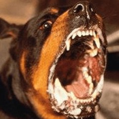 rabid