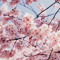 cloudfruits