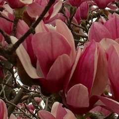 Laura Whitney-Johnson