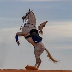 Wafaa Elsadek