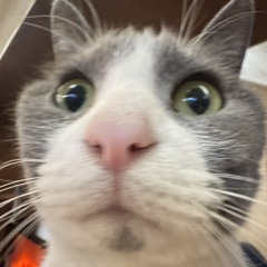 수똥