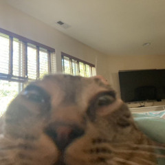 lallslalslalsl