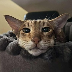 Yoggiz _