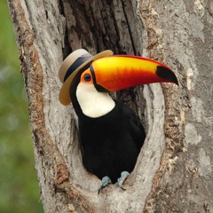 Toucan