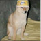 Indian Dog