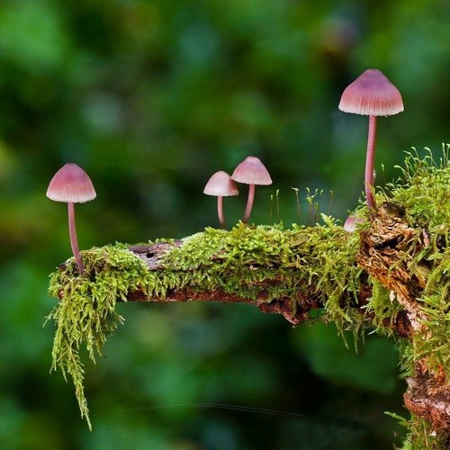 stream-neon-moss-jazz-music-listen-to-songs-albums-playlists-for