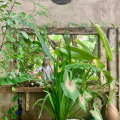 Duyên Duyên