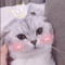 Fluxy_101