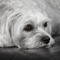 Le Bichon