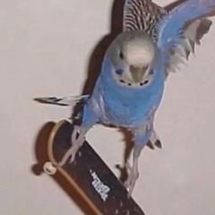 areil