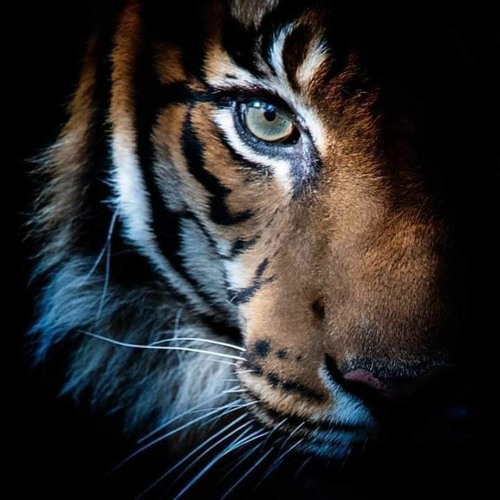 Tiger Sukhera’s avatar
