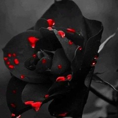 Black rose