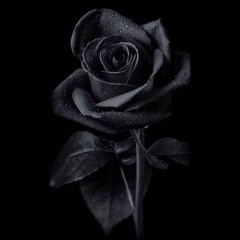 CosmicRoses