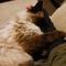 Catluvr3446
