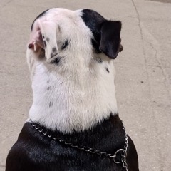Flávio