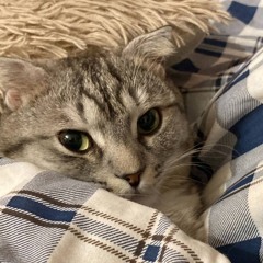 letter81272819363627281946295036041729273537272047