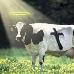 holy cow