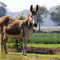 Donkey Doncho