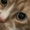 pixi