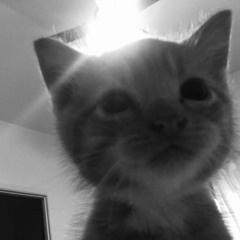 meo meo