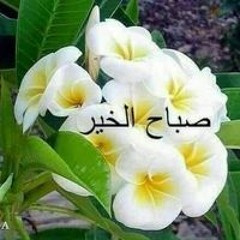 Doaa Kotop