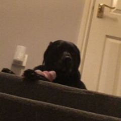 Molly