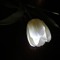 Tulip Music