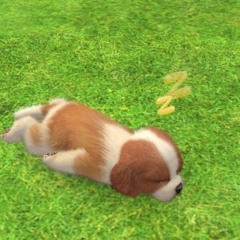 ʕ｡•ﻌ•｡ʔ✮