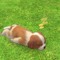 ʕ｡•ﻌ•｡ʔ✮