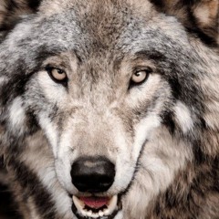 ELITE WOLF