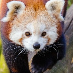 RedPandaCasey