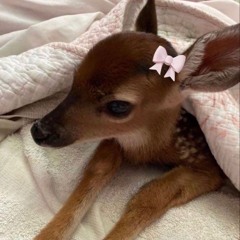 ໒꒰ྀི ˃ ᵕ ˂ ꒱ྀི১