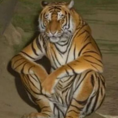 leoncan