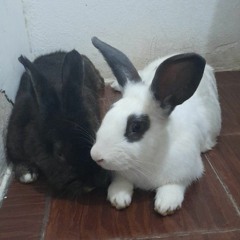 belucris1120