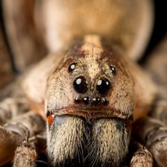 spider