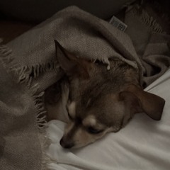 🐾
