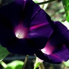 MorningGlory