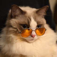 CircleCat