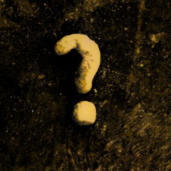 C-Bixit