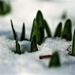 Growing on the Inside