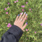 Mihu_15r