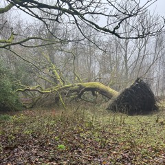 Treefall12