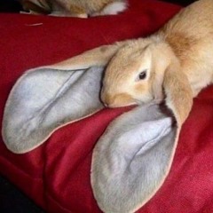 BassBnuuy