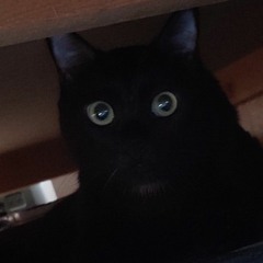 dark cat