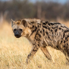 hyena