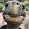 Turtle_dub